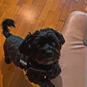 Albergue Black Dog